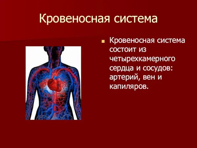 Кровеносная система Кровеносная система состоит из четырехкамерного сердца и сосудов: артерий, вен и капиляров.