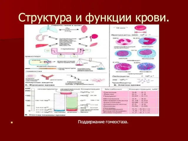 Структура и функции крови. Поддержание гомеостаза.