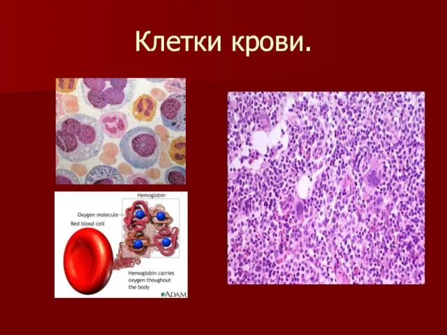 Клетки крови.