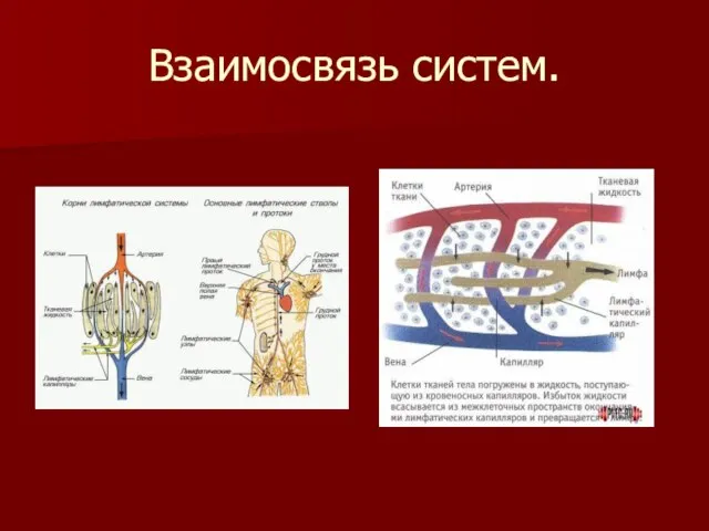 Взаимосвязь систем.