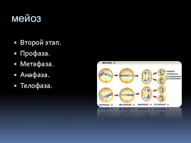 мейоз Второй этап. Профаза. Метафаза. Анафаза. Телофаза.