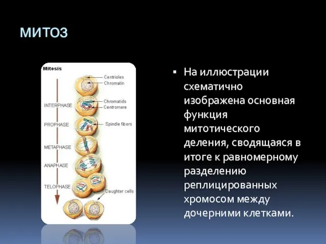 митоз На иллюстрации схематично изображена основная функция митотического деления, сводящаяся в