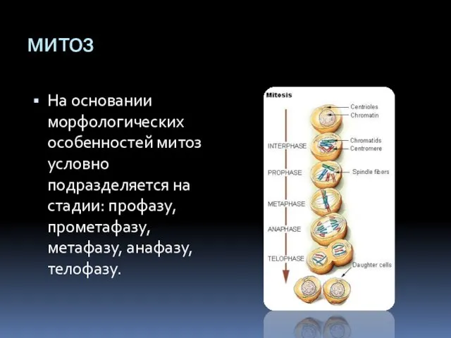 митоз На основании морфологических особенностей митоз условно подразделяется на стадии: профазу, прометафазу, метафазу, анафазу, телофазу.