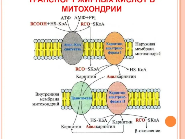 ТРАНСПОРТ ЖИРНЫХ КИСЛОТ В МИТОХОНДРИИ