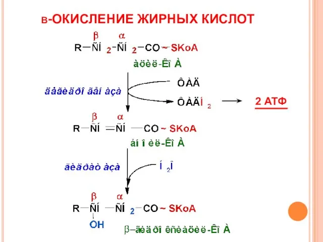 β-ОКИСЛЕНИЕ ЖИРНЫХ КИСЛОТ 2 АТФ