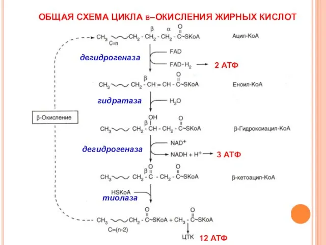 ОБЩАЯ СХЕМА ЦИКЛА β–ОКИСЛЕНИЯ ЖИРНЫХ КИСЛОТ дегидрогеназа гидратаза дегидрогеназа тиолаза 2 АТФ 3 АТФ 12 АТФ