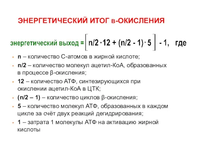 ЭНЕРГЕТИЧЕСКИЙ ИТОГ β-ОКИСЛЕНИЯ n – количество С-атомов в жирной кислоте; n/2