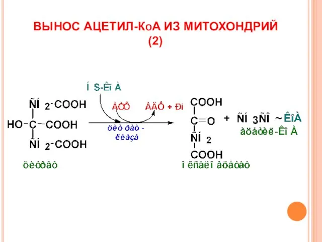 ВЫНОС АЦЕТИЛ-КоА ИЗ МИТОХОНДРИЙ (2)