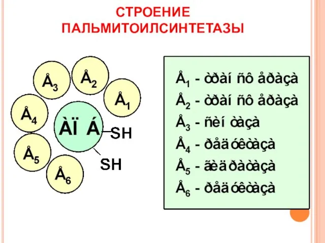 СТРОЕНИЕ ПАЛЬМИТОИЛСИНТЕТАЗЫ