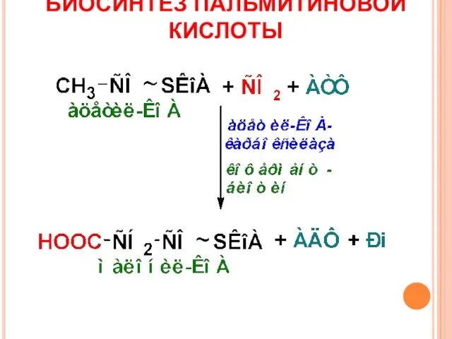 БИОСИНТЕЗ ПАЛЬМИТИНОВОЙ КИСЛОТЫ