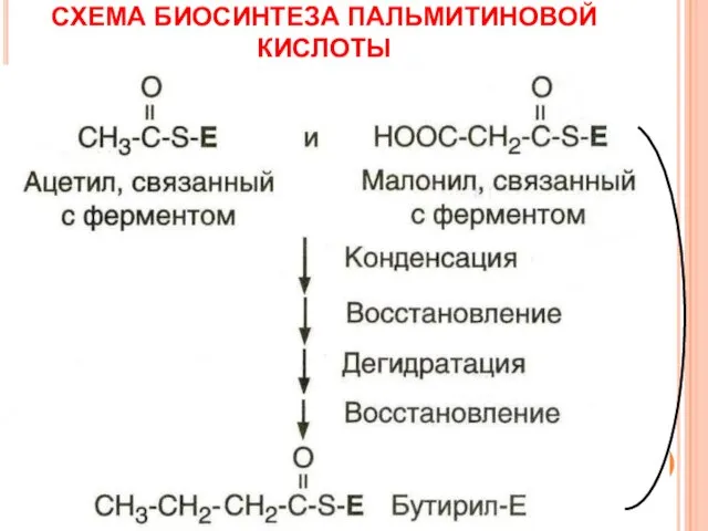 СХЕМА БИОСИНТЕЗА ПАЛЬМИТИНОВОЙ КИСЛОТЫ