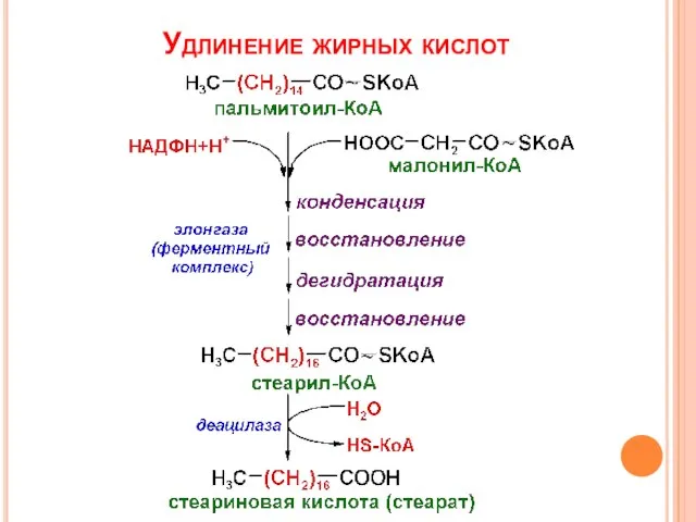 Удлинение жирных кислот