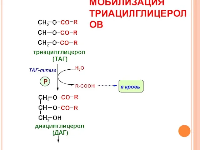 МОБИЛИЗАЦИЯ ТРИАЦИЛГЛИЦЕРОЛОВ