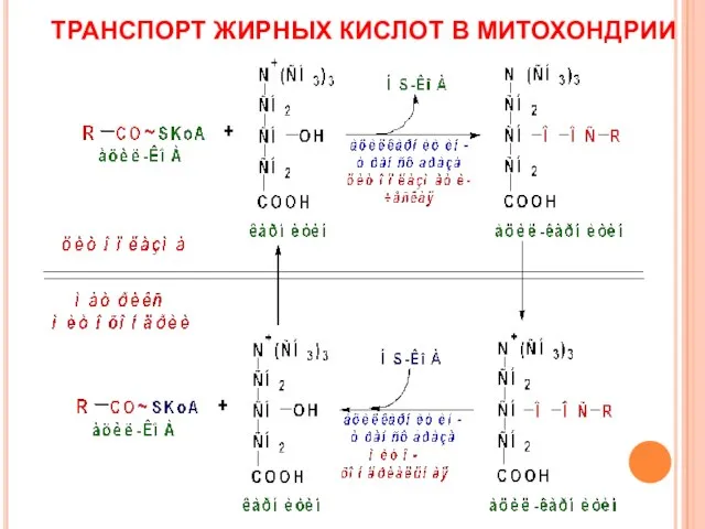 ТРАНСПОРТ ЖИРНЫХ КИСЛОТ В МИТОХОНДРИИ