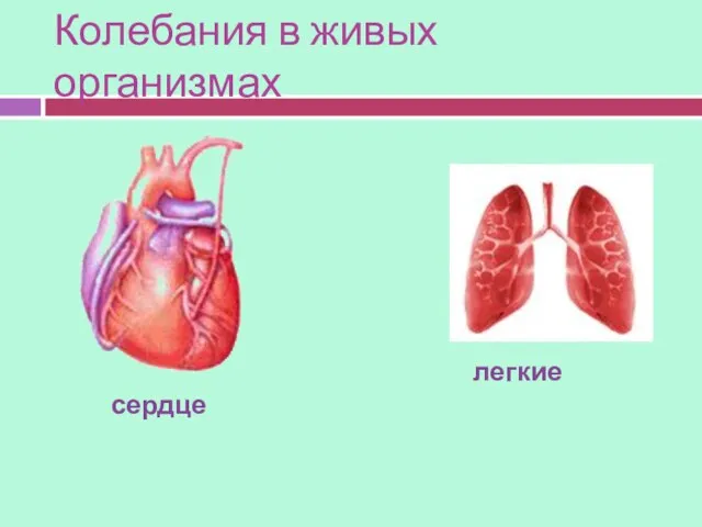 Колебания в живых организмах сердце легкие