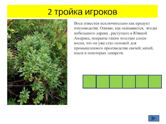 2 тройка игроков Воск известен исключительно как продукт пчеловодства. Однако, как