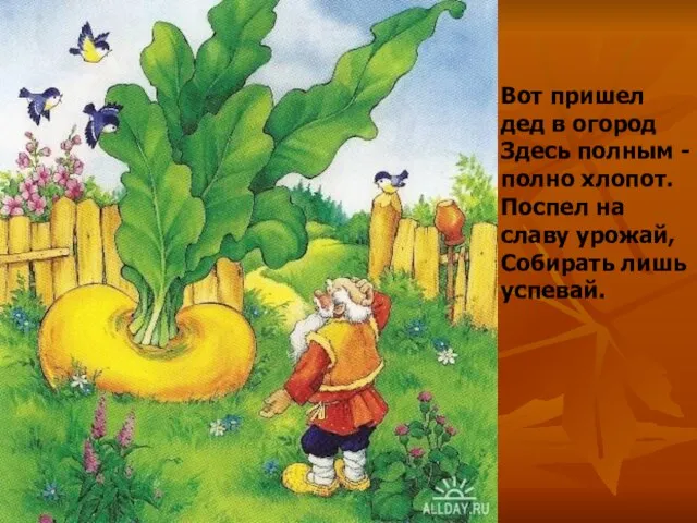 Вот пришел дед в огород Здесь полным - полно хлопот. Поспел