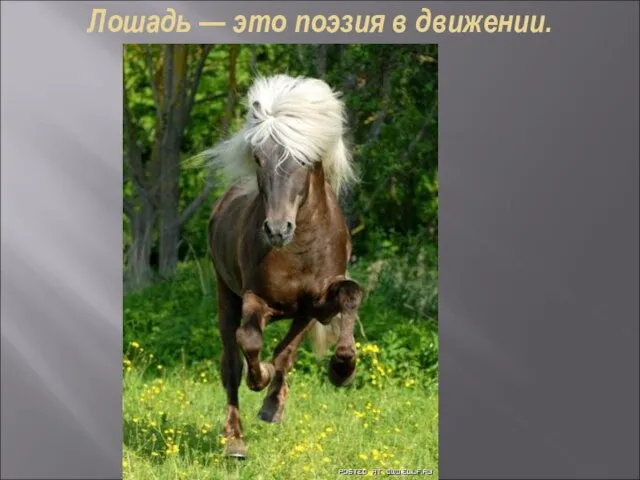 Лошадь — это поэзия в движении.