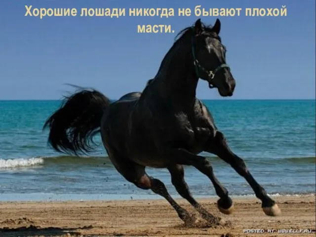 Хорошие лошади никогда не бывают плохой масти.