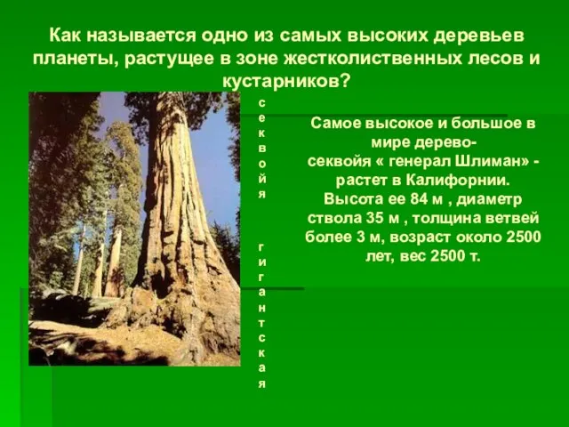 Как называется одно из самых высоких деревьев планеты, растущее в зоне