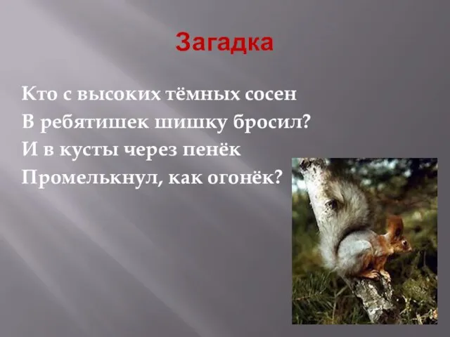 Загадка Кто с высоких тёмных сосен В ребятишек шишку бросил? И