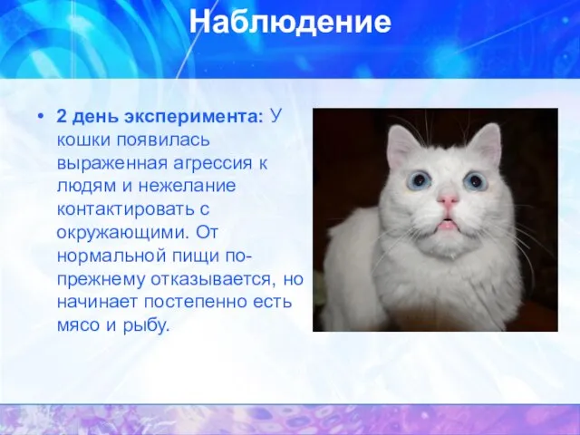 Наблюдение 2 день эксперимента: У кошки появилась выраженная агрессия к людям