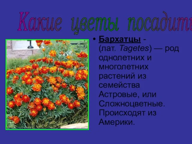 Бархатцы - (лат. Tagetes) — род однолетних и многолетних растений из