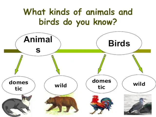 What kinds of animals and birds do you know? Animals Birds domestic wild domestic wild