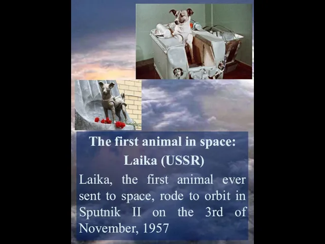 The first animal in space: Laika (USSR) Laika, the first animal