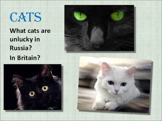 Cats What cats are unlucky in Russia? In Britain?