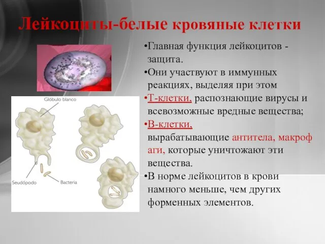 Лейкоциты-белые кровяные клетки Главная функция лейкоцитов - защита. Они участвуют в