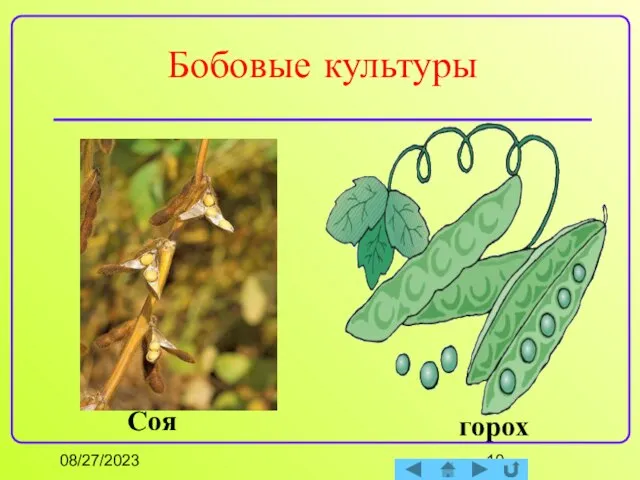 08/27/2023 Бобовые культуры Соя горох