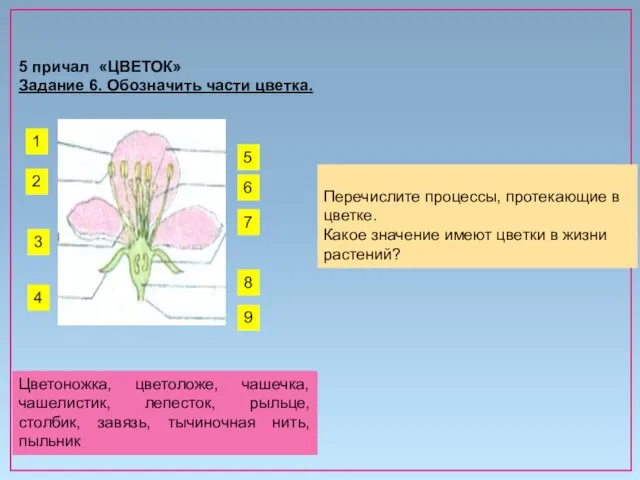 5 причал «ЦВЕТОК» Задание 6. Обозначить части цветка. Перечислите процессы, протекающие