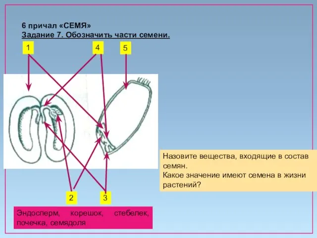 6 причал «СЕМЯ» Задание 7. Обозначить части семени. Назовите вещества, входящие