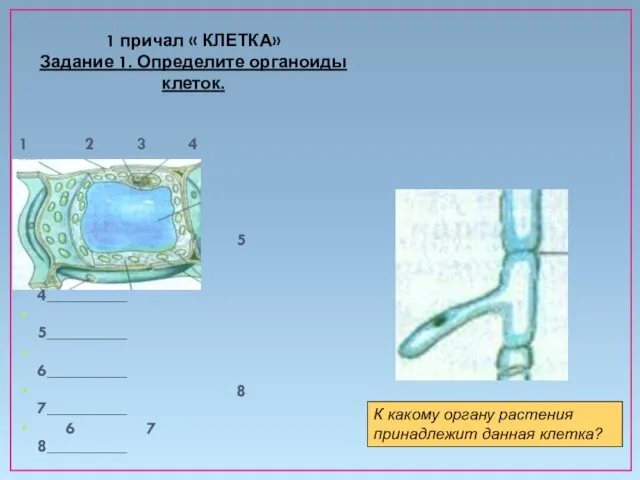 1 причал « КЛЕТКА» Задание 1. Определите органоиды клеток. 1 2