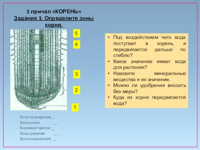 Зона проведения__ Зона роста __ Корневой чехлик __ Зона деления __