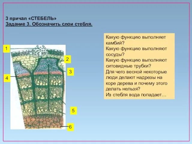 3 причал «СТЕБЕЛЬ» Задание 3. Обозначить слои стебля. 2 1 3