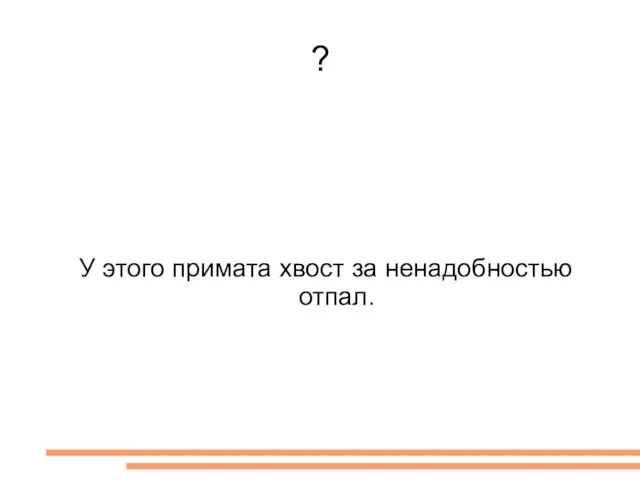 ? У этого примата хвост за ненадобностью отпал.