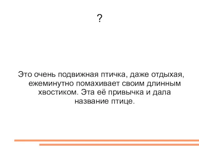 ? Это очень подвижная птичка, даже отдыхая, ежеминутно помахивает своим длинным