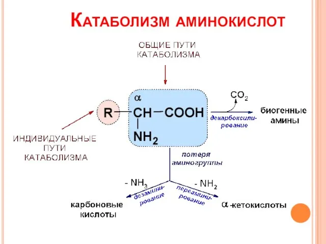 Катаболизм аминокислот