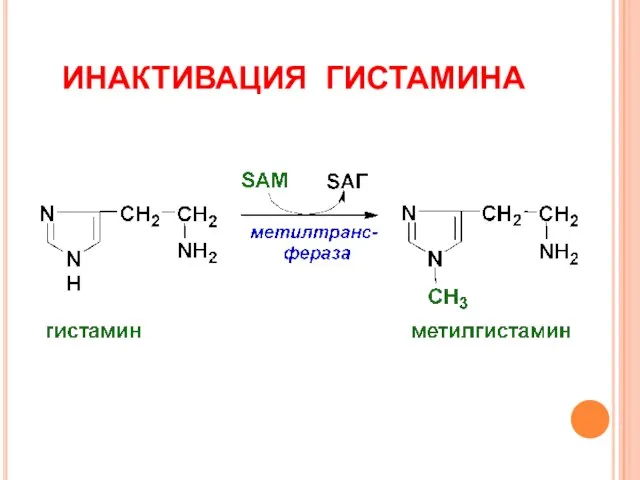 ИНАКТИВАЦИЯ ГИСТАМИНА