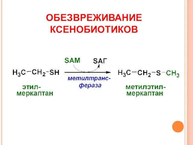 ОБЕЗВРЕЖИВАНИЕ КСЕНОБИОТИКОВ