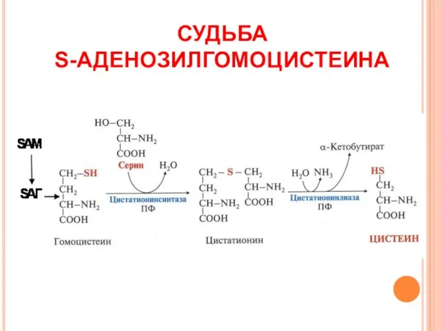 СУДЬБА S-АДЕНОЗИЛГОМОЦИСТЕИНА