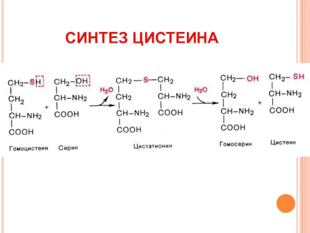 СИНТЕЗ ЦИСТЕИНА