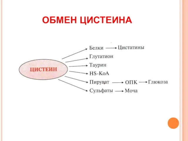 ОБМЕН ЦИСТЕИНА