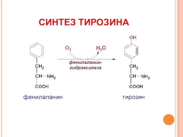 СИНТЕЗ ТИРОЗИНА