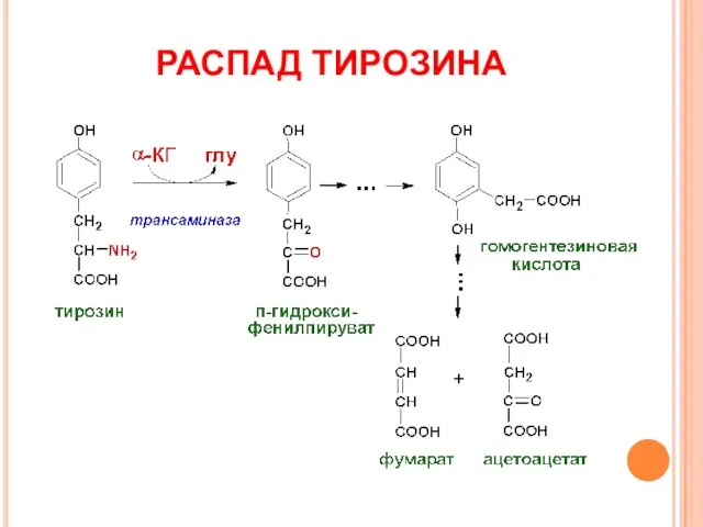 РАСПАД ТИРОЗИНА