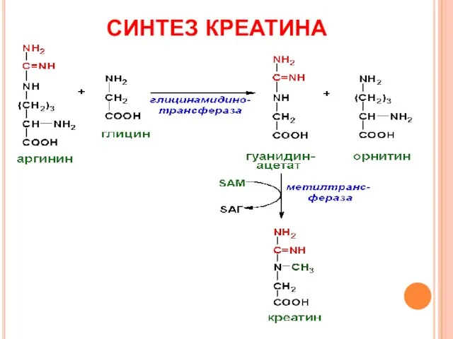 СИНТЕЗ КРЕАТИНА