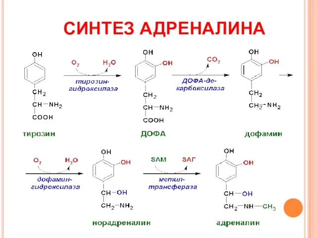 СИНТЕЗ АДРЕНАЛИНА