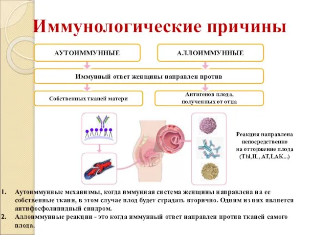 Иммунологические причины АУТОИММУННЫЕ АЛЛОИММУННЫЕ Иммунный ответ женщины направлен против Собственных тканей